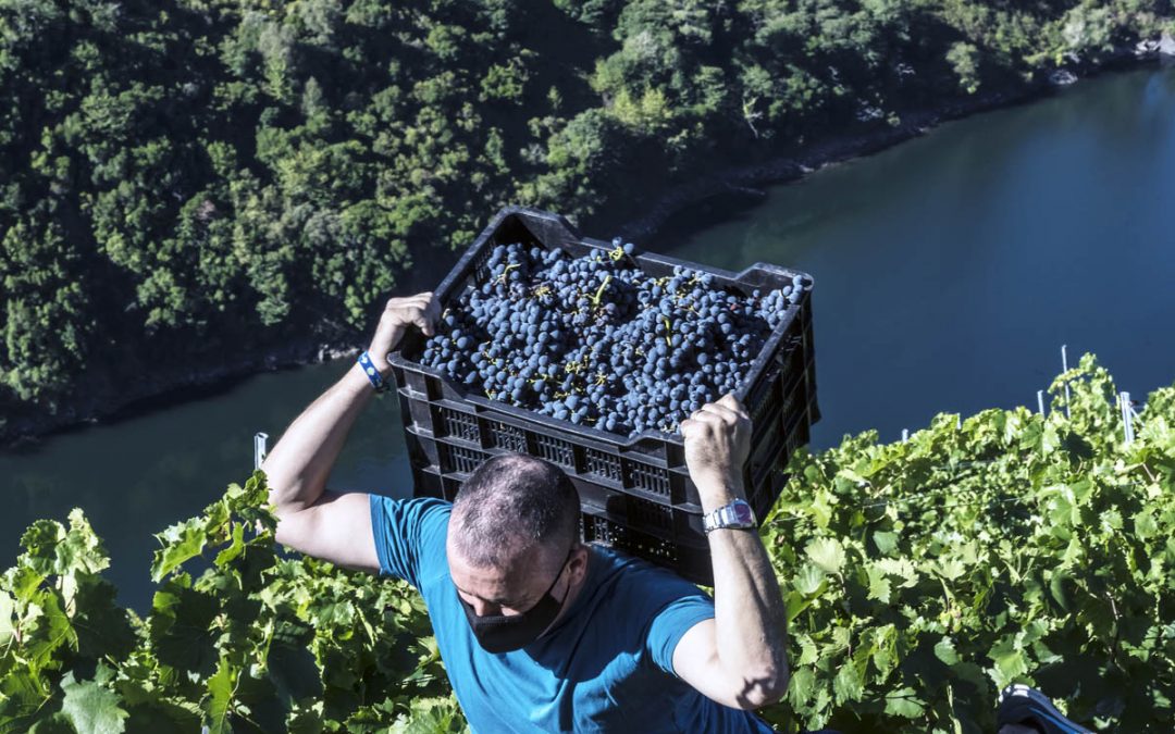 Cómo influye la recolección manual en la calidad del vino