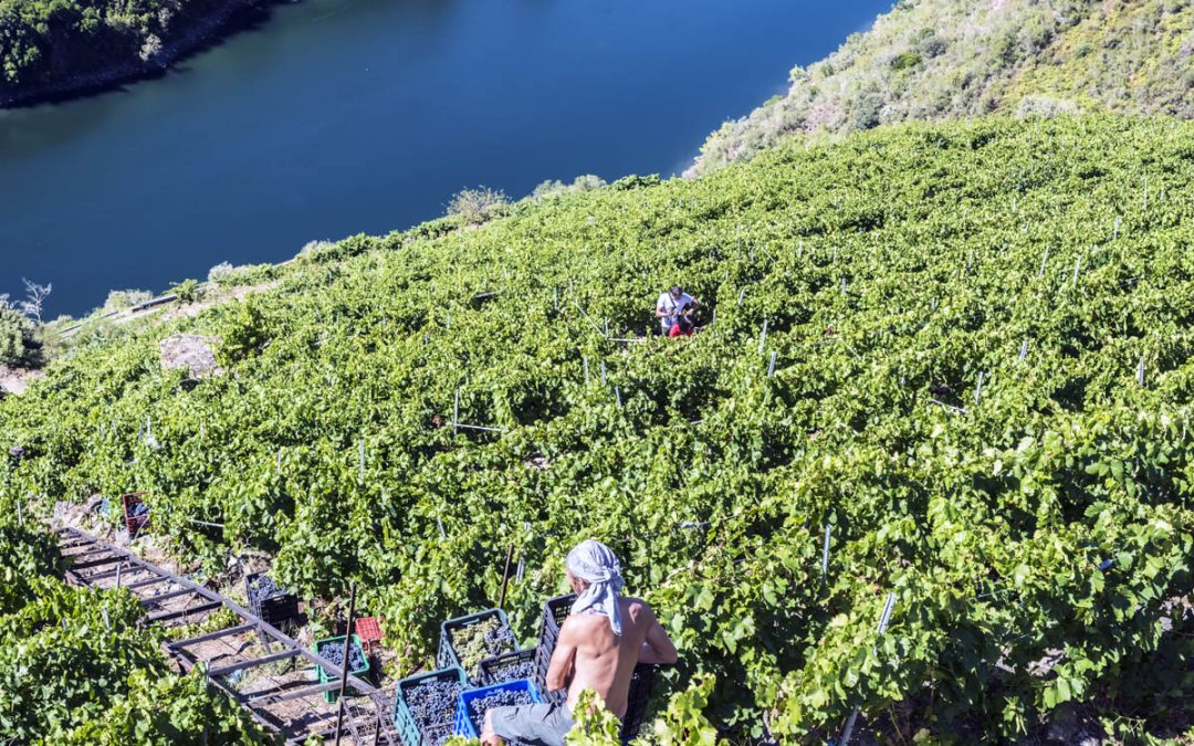 ¿Qué son los vinos de vinicultura Heroica?